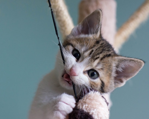 Kitten flossing teeth with yarn; why flossing your teeth keeps you healthy; how to floss teeth