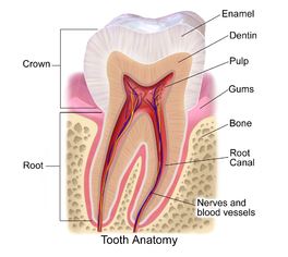 cross section of tooth; tooth enamel